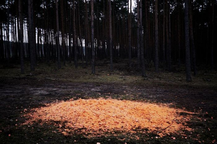 Carrot in woods - Marchewka w lesie